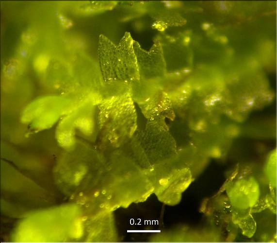 X_Lophocolea_minor_LT