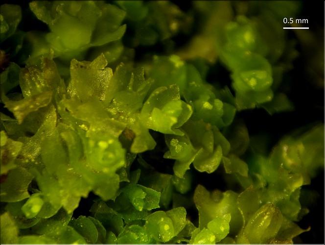 X_Lophozia_longiflora1_LT