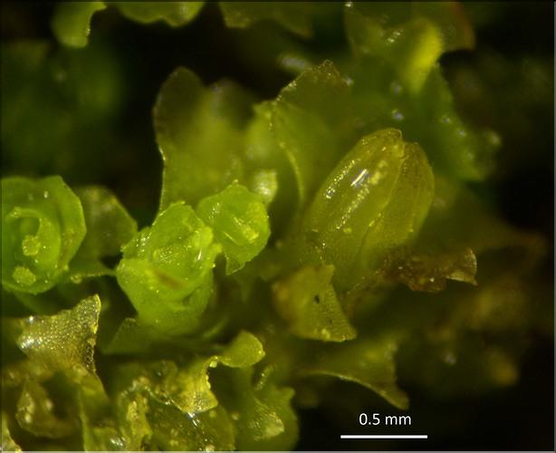 X_Lophozia_longiflora_LT