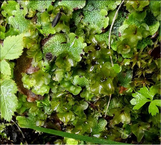 X_melangeConocephalum_Pellia_Rhizomnium male_Bryum pseudotriquetrum_LT