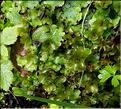 X_melangeConocephalum_Pellia_Rhizomnium male_Bryum pseudotriquetrum_LT
