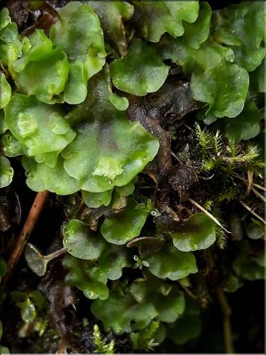 X_Pellia_endiviifolia1_LT