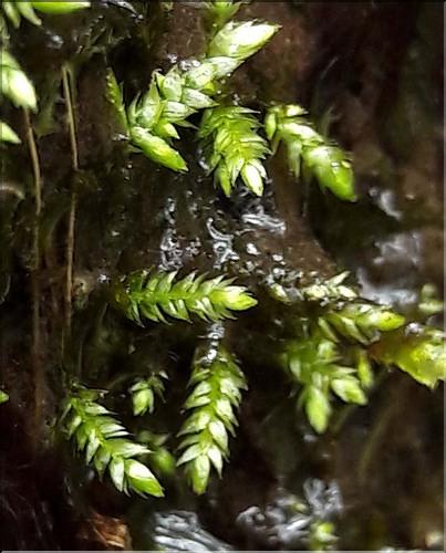 X_Platyhypnidium_riparioides1_LT