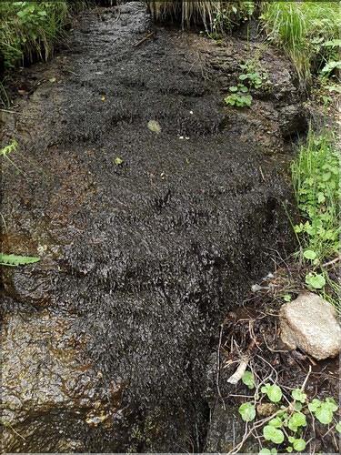 X_Platyhypnidium_riparioides2_LT