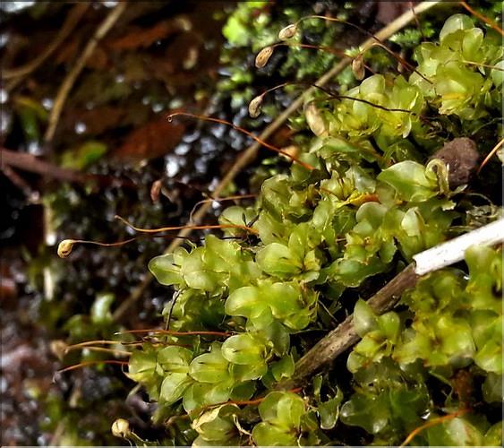 X_Rhizomnium_punctatum_femelle_LT