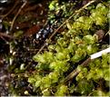 X_Rhizomnium_punctatum_femelle_LT
