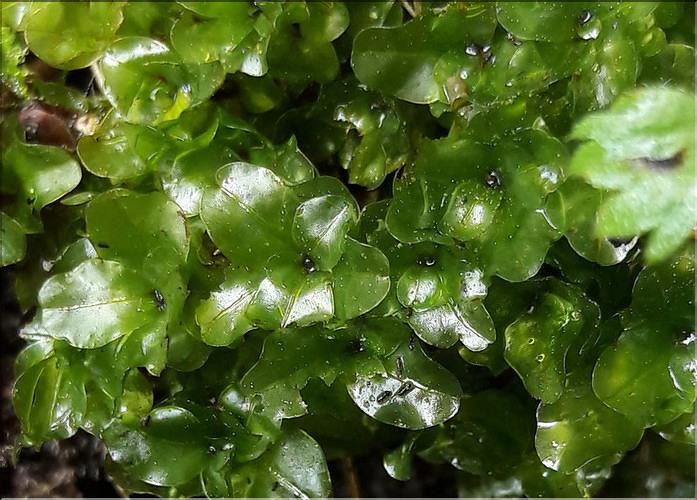 X_Rhizomnium_punctatum_male_LT