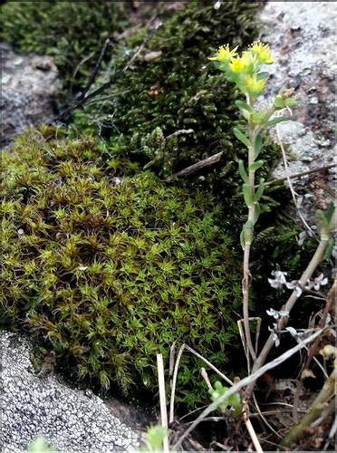 X_Syntrichia_ruralis_LT