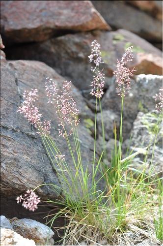 Agrostis_rupestris_SP