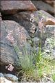 Agrostis_rupestris_SP