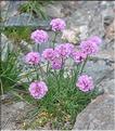 Armeria_muelleri1_SP