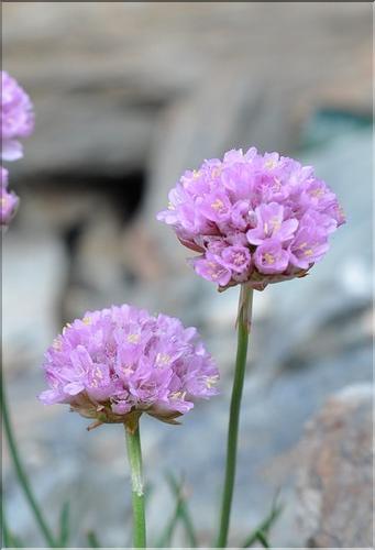Armeria_muelleri2_SP