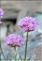 Armeria_muelleri2_SP