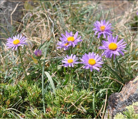 Aster_alpinus_SP