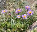Aster_alpinus_SP