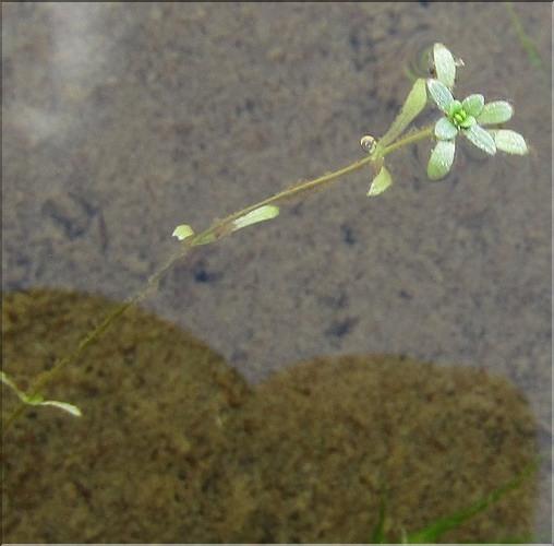 Callitriche_palustris_MB