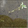 Callitriche_palustris_MB