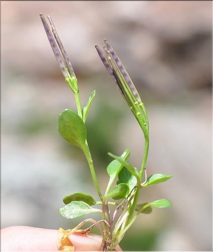 Cardamine_alpina2_SP