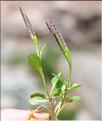 Cardamine_alpina2_SP