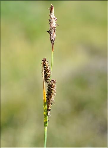 Carex_nigra_SP