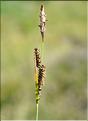 Carex_nigra_SP