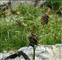 Carex_pyrenaica_MB