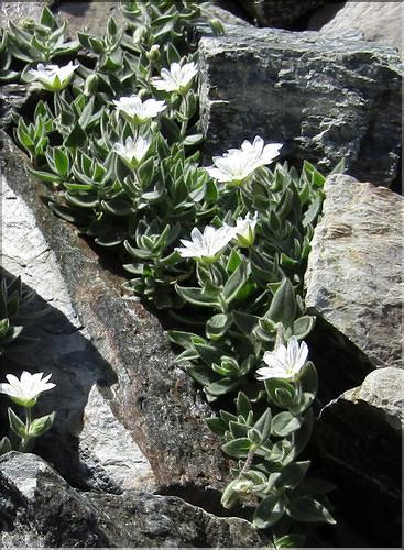 Cerastium_pyrenaicum1_MB
