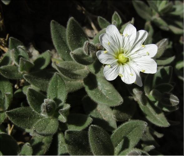 Cerastium_pyrenaicum2_MB