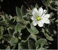 Cerastium_pyrenaicum2_MB