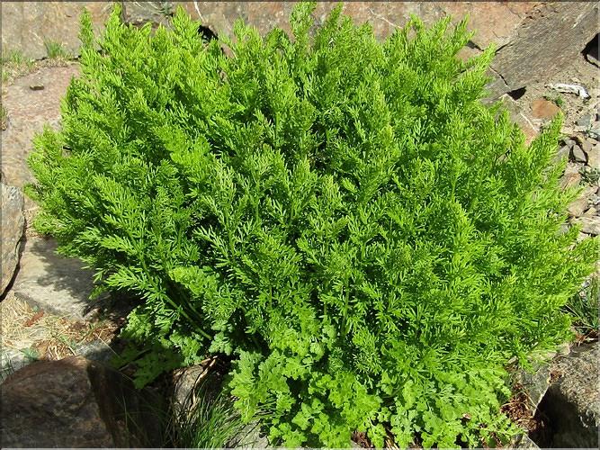 Cryptogramma_crispa_MB