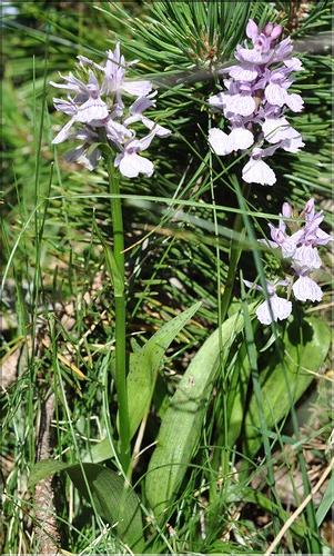 Dactylorhiza_maculata_SP