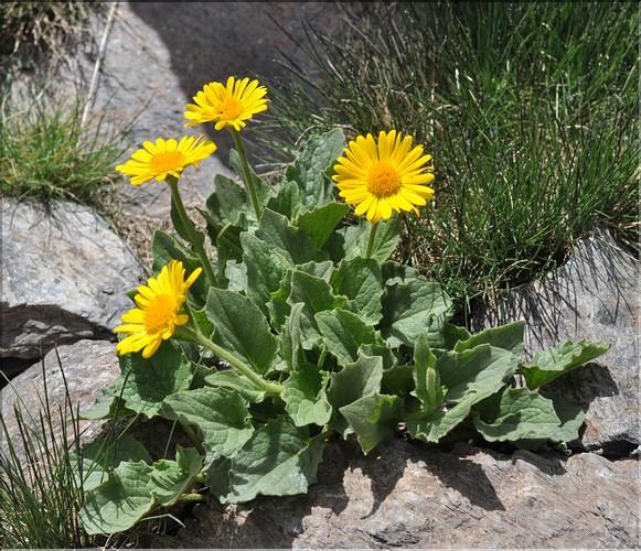 Doronicum_grandiflorum1_SP