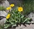 Doronicum_grandiflorum1_SP