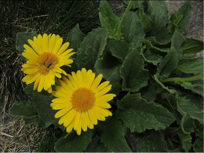 Doronycum_grandiflorum2_MB