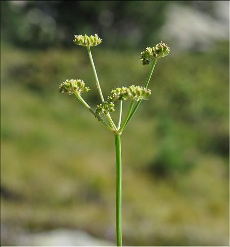 Epikeros_pyrenaeus_SP