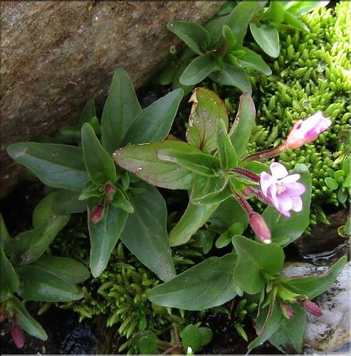 Epilobium_anagallidifolium_MB