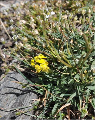 Erysimum_seipkae1_SP