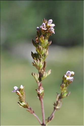 Euphrasia_minima1_SP