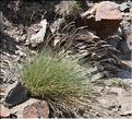 Festuca_eskia1_SP
