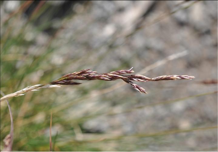 Festuca_eskia2_SP