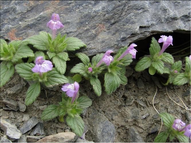 Galeopsis_pyrenaica_MB