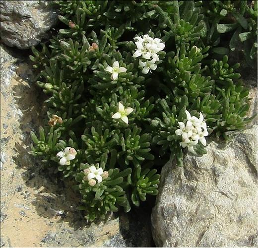 Galium_cometorhizon1_MB