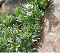 Galium_cometorhizon2_SP