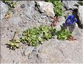 Gentiana_alpina1_SP
