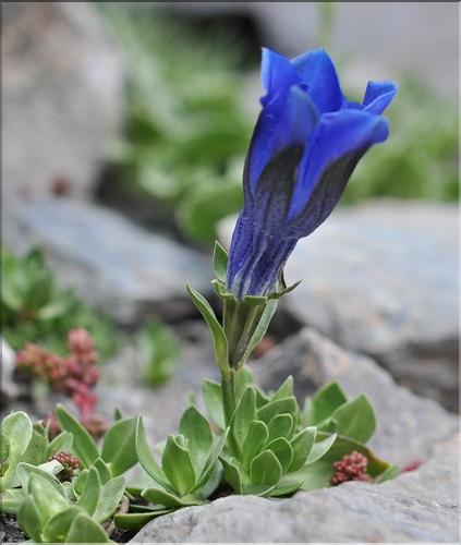 Gentiana_alpina2_SP