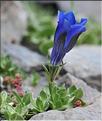 Gentiana_alpina2_SP