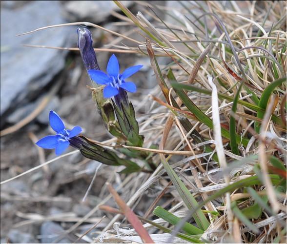 Gentiana_nivalis1_SP