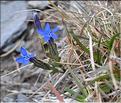 Gentiana_nivalis1_SP