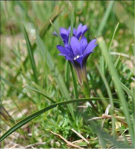 Gentiana_pyrenaica1_SP