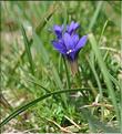 Gentiana_pyrenaica1_SP
